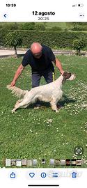Setter inglese maschio di mesi 3