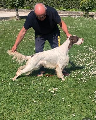 Setter inglese maschio di mesi 3