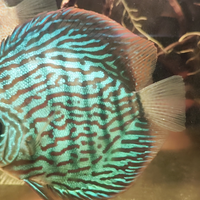 Discus stendker