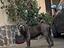 Immagine 5