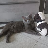 Accoppiamento british shorthair