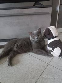 Accoppiamento british shorthair