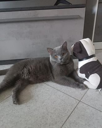 Accoppiamento british shorthair