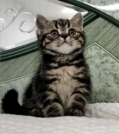 British shorthair cuccioli
