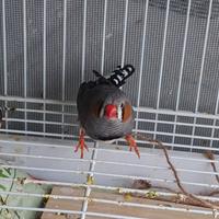 Passeri giapponese e maschio diamantini mandarino