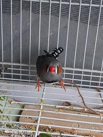 Passeri giapponese e maschio diamantini mandarino