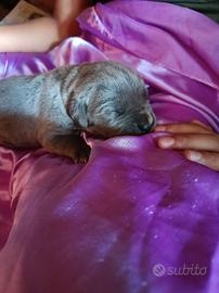 Cane Corso Cuccioli disponibili 