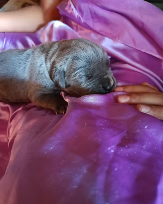 Cane Corso Cuccioli disponibili 