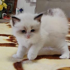 Cuccioli Ragdoll disponibili