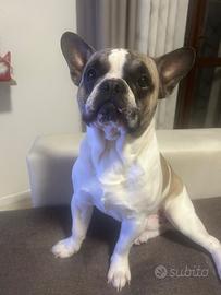 Buldog francese