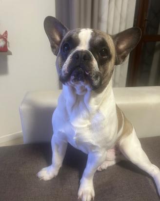 Buldog francese