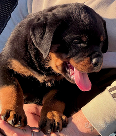 Cuccioli rottweiler 62gg