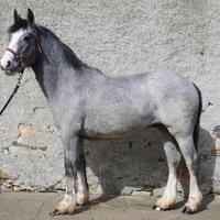 Connemara x Irish cob