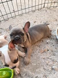 Bulldog francese
