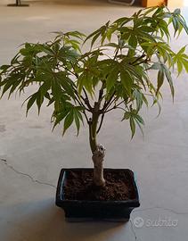 bonsai di acero 