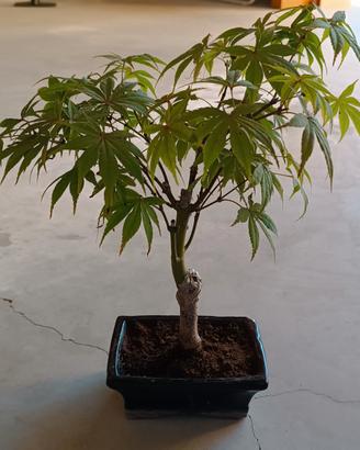 bonsai di acero 