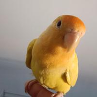 Pappagallo inseparabile