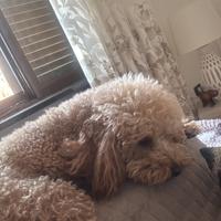 Disponibile barboncino per monte