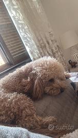 Disponibile barboncino per monte