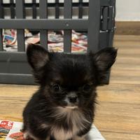 Cucciolo chihuahua pelo lungo