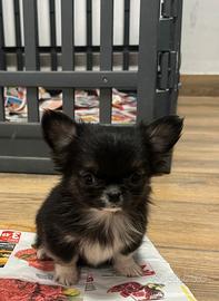 Cucciolo chihuahua pelo lungo