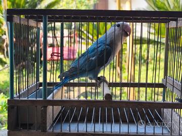 Inseparabile NT 2025