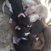 Beagle per caccia
