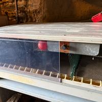 Pulcinaia allevatrice