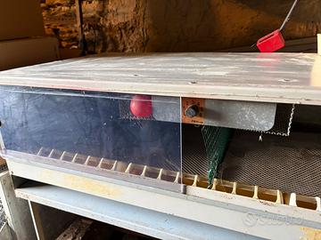 Pulcinaia allevatrice