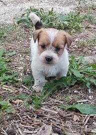 Juck russel terrier