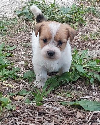 Juck russel terrier