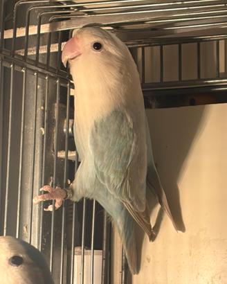 Inseparabile femmina blu