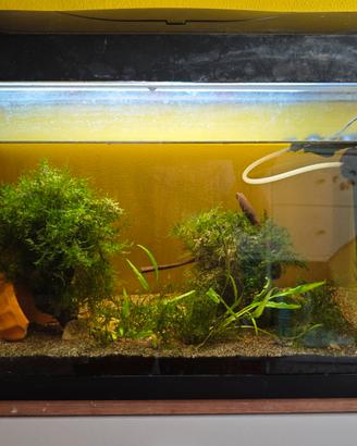 Acquario Tetra 54 l 