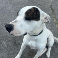 Cane di dogo argentino