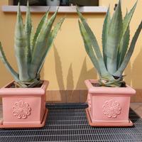 Due piante con vasi in resina