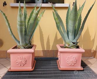 Due piante con vasi in resina