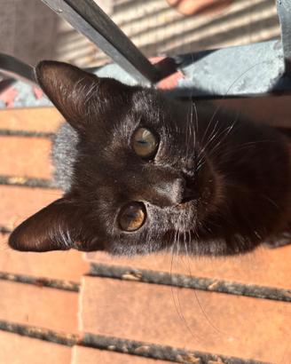 Gattini 3 mesi