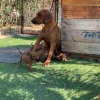 Cuccioli di Rhodesian Ridgeback