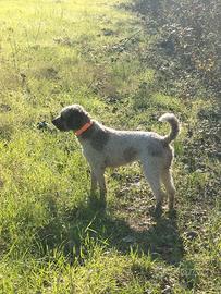 Lagotto da tartufi