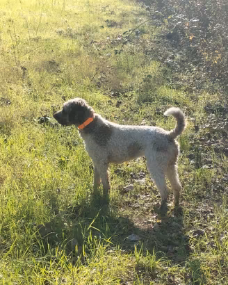 Lagotto da tartufi