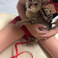 Iole gattina da adottare