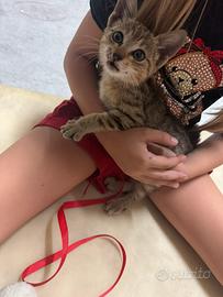 Iole gattina da adottare