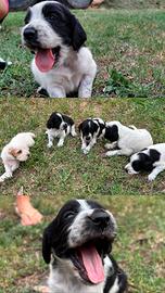 Disponibili cuccioli di SETTER INGLESE