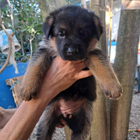 Cuccioli pastore tedesco