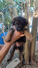 Cuccioli pastore tedesco