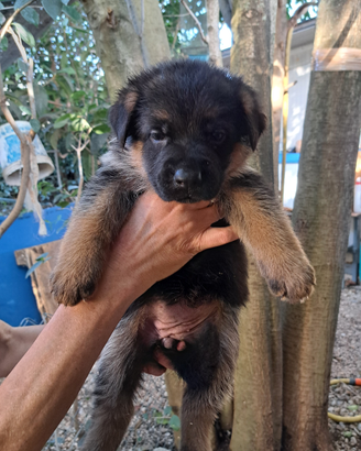 Cuccioli pastore tedesco