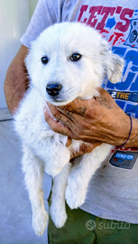 Cuccioli di pastore maremmano abruzzese