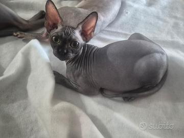 Sphynx cucciolo