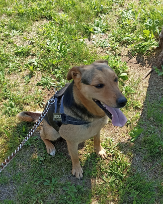 Meticcio simil pastore