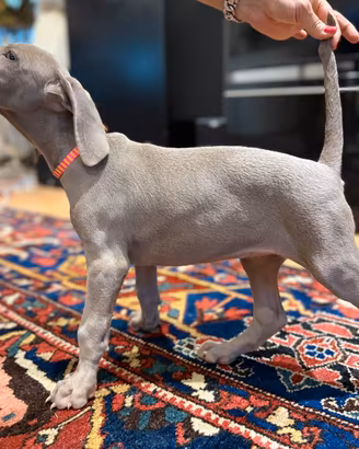 Weimaraner cuccioli pubblicita' segugio
